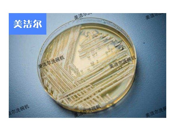 超级真菌大爆发，还不快用高温消毒长龙洗碗机！